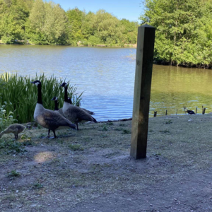 Geese and Goslings feed near the edge of Vicar Water. Trees surround the back of the water, which is lightly rippling from the wind.