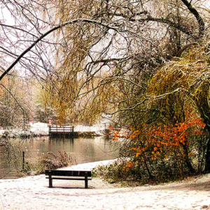 Winter Pond